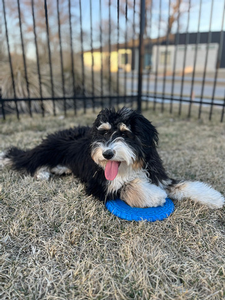 F1 Mini Bernedoodle Annie of Bailey & Goose